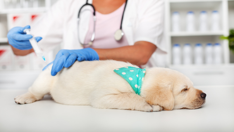 Why You Need to Have Canine Lethargy Evaluated by a Vet in Alexandria, VA