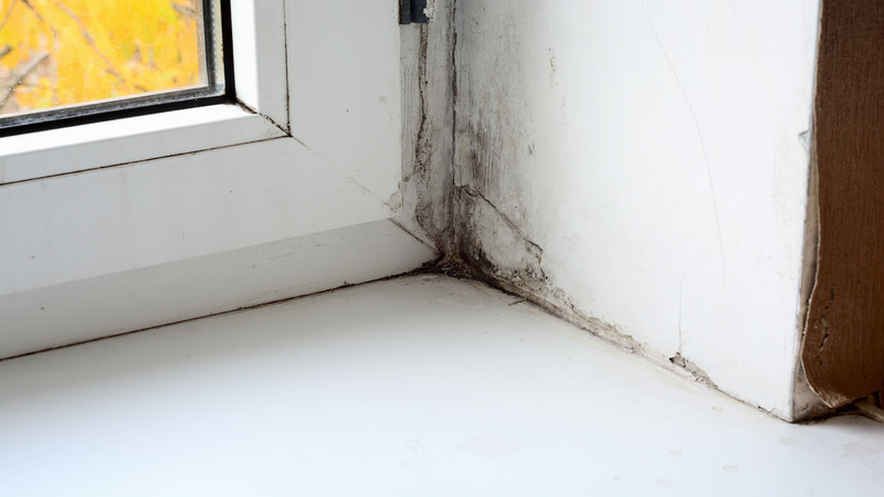 Protect Your Home With Expert Mold Removal in Omaha, NE for Lasting Peace of Mind