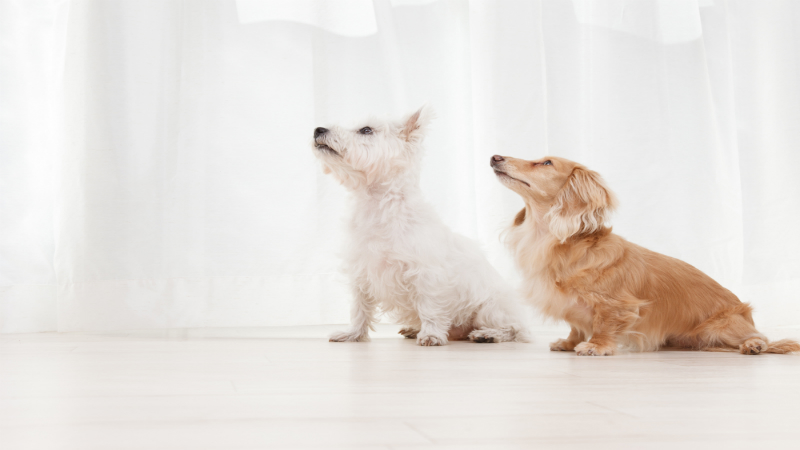 What to Expect from Your Animal Clinic in Los Angeles
