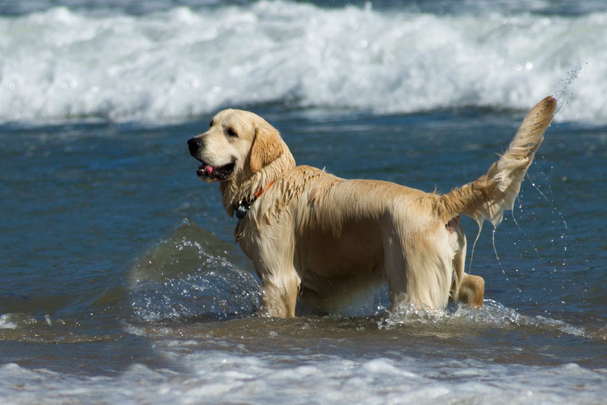 Dog Bathing Services in Denver Can Make Your Life Easier