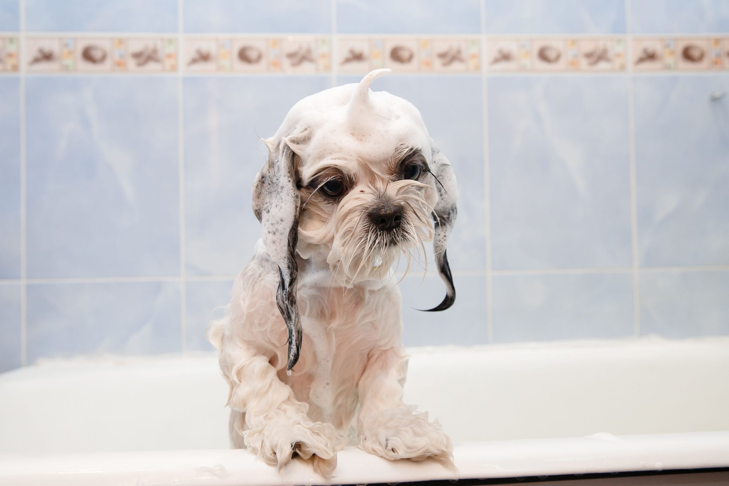 Getting The Best Pet Care at Animal Medical Center in Riverside, CA