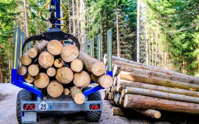 Top Benefits of Tree Maintenance in Smyrna, GA