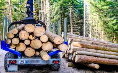 Tree Removal Near Marietta, GA: Ensuring Safety and Preserving Beauty