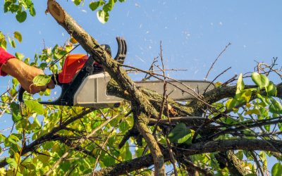 Expert Arborist in Marietta, GA, for Quality Tree Care and Services