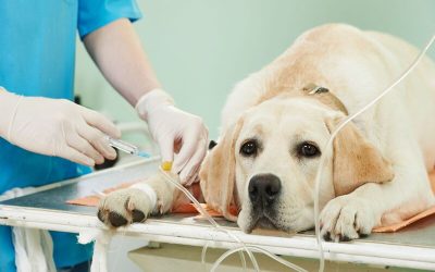 Quality Veterinary Services in Louisville KY for Preventive and Emergency Care