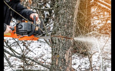 Expert Care for Unique Landscapes: Full-Service Tree Experts in High Point, NC
