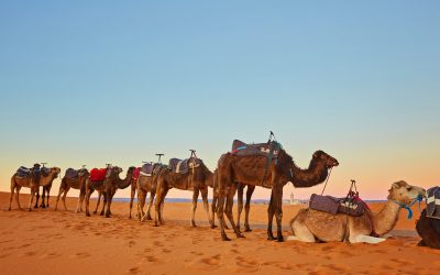 Experience the Magic of Morocco with a 4-Day Tour From Fes To Marrakech Adventure