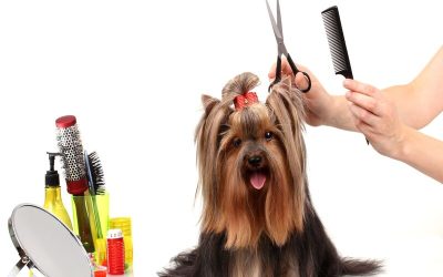 Benefits Local Families Gain When Choosing Dog Groomers Coral Springs Services