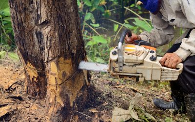 The Top Benefits of Choosing Tree Stump Grinding Fairmount, NY for Clean Landscapes