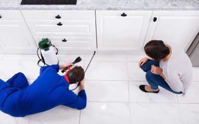Hidden Entry Points: How Pests Are Getting Into Your Home Without You Noticing