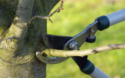 Enhance Your Property Value With a Trusted Tree Service Company in Murfreesboro, TN