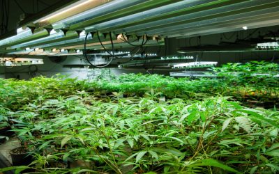 Health Benefits You Can Expect from Recreational Cannabis Delivery Antioch, CA