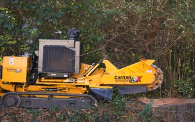 Why Choosing Stump Grinding In Brooks, GA, Can Prevent Costly Lawn And Garden Damage