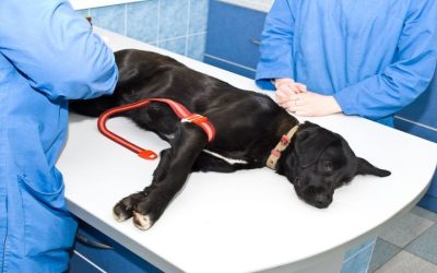 Prevent Unwanted Litters With Affordable Spay And Neuter Indianapolis, IN Programs