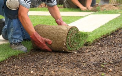Homeowners Benefit From Artificial Turf Chandler, AZ for Pet-Friendly Solutions