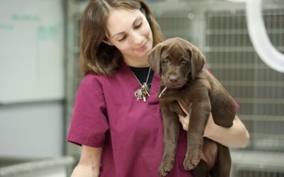 Finding Peace of Mind With a Trusted Veterinarian, Indianapolis, IN, Near You