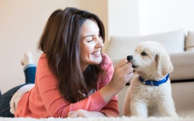 Safe and Spacious Getaways Await at Private Dog Boarding Suites In Denver Residents Love