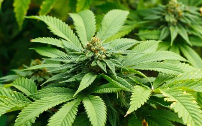 Beginners Guide on Safe Methods for How to Use THCA Concentrates at Home