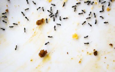 Secure Lasting Results with Proven Carpenter Ant Treatment Fort Wayne IN Methods