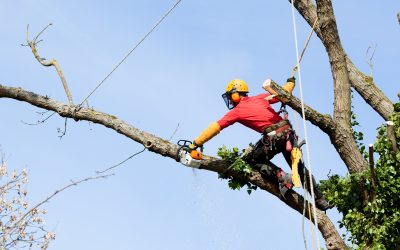 Keep Your Yard Safe and Beautiful with Local Tree Care Services in Lafayette, CO