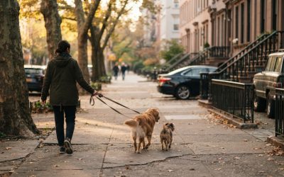 Choosing Safe, Reliable NYC Dog Walking Services in the USA